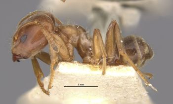 Media type: image;   Entomology 21324 Aspect: habitus lateral view